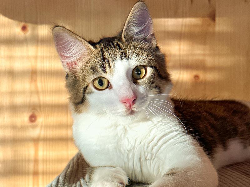 Wohnungskatzen in der Schweiz